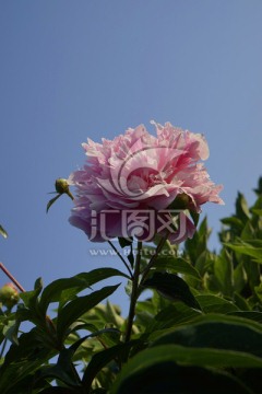 芍药花