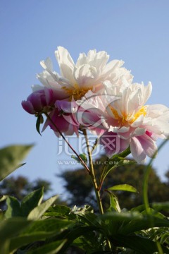 芍药花