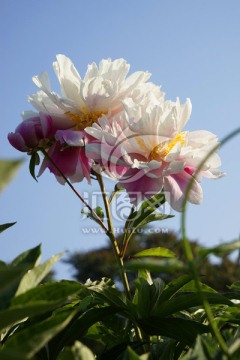 芍药花