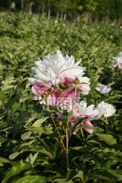 芍药花