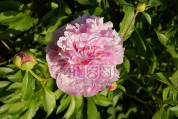 芍药花