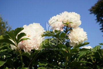 芍药花