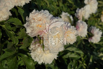 芍药花