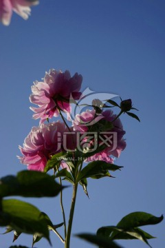 芍药花