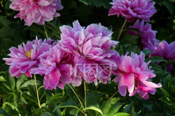 芍药花