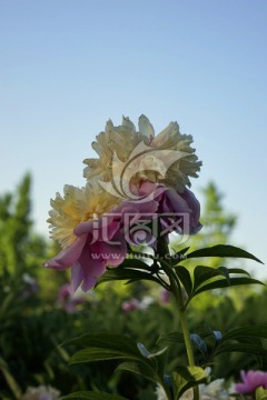芍药花