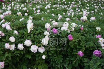 芍药花