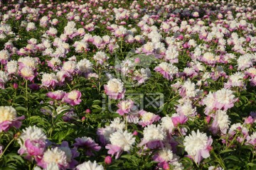 芍药花