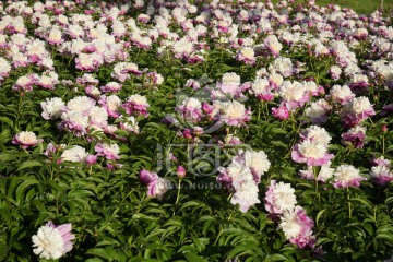 芍药花