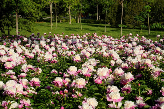 芍药花