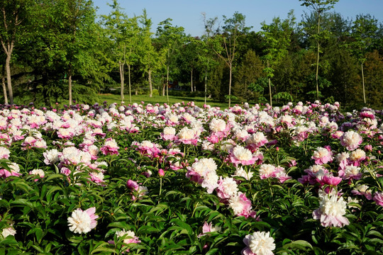 芍药花