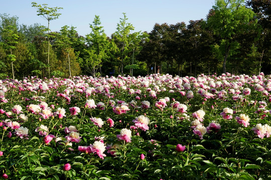 芍药花
