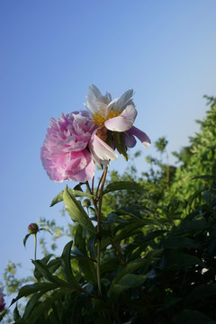 芍药花