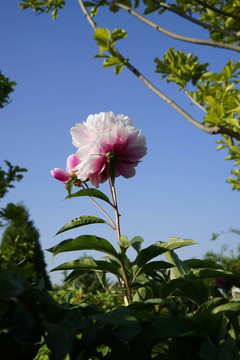 芍药花