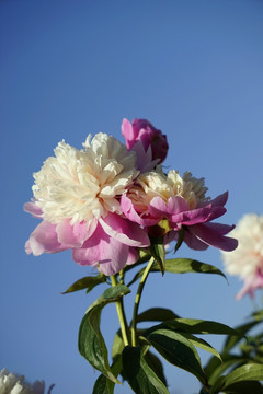 芍药花