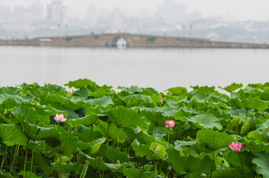 夏日西湖