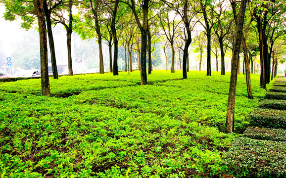 深圳大学校园门口的树林
