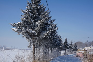 漂亮雪松树挂