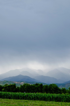 田野