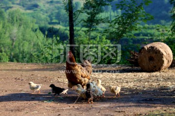 母鸡和他的孩子们