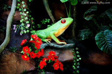 热带雨林树蛙 青蛙