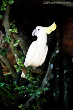 金钢鹦鹉 热带雨林 鹦鹉