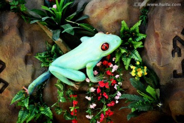 热带雨林生灵 树蛙
