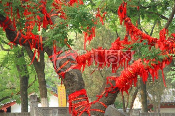 古树上的红丝带