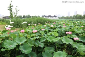 荷花荷叶