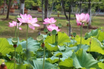 荷花荷叶