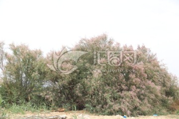 红柳树