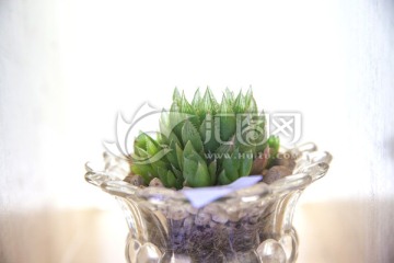 多肉植物盆栽