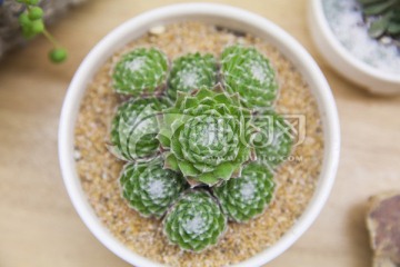 多肉植物卷绢群生