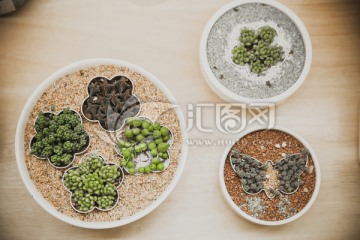 多肉植物盆栽