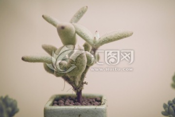 多肉植物福兔耳