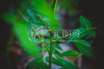 小昆虫