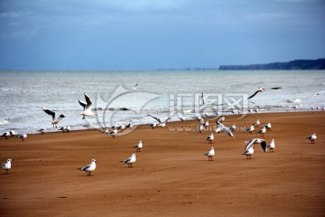 诺曼底海滩 怀旧 海鸥