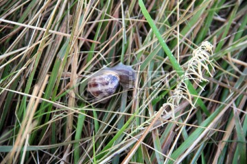 蜗牛 诺曼底海岸