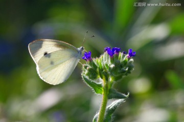 花蝴蝶和紫色花