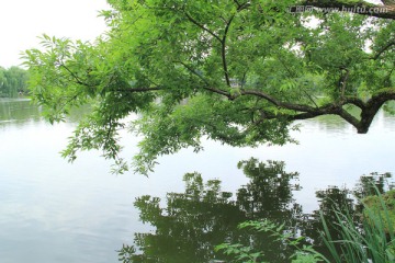 湖水 绿树 倒影