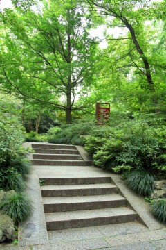 绿树 台阶