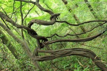 山林 树根 藤蔓