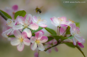 蜂花迎春