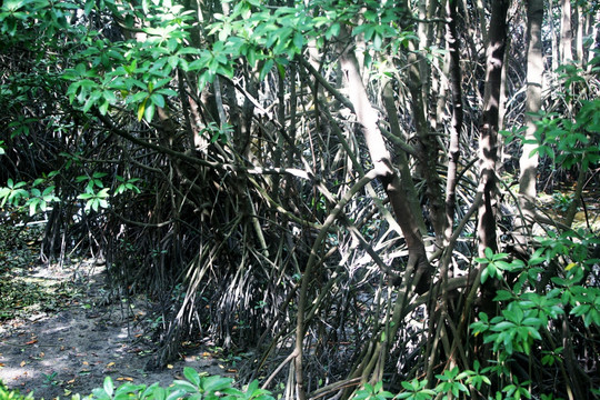 红树林 树 海 深圳 湿地