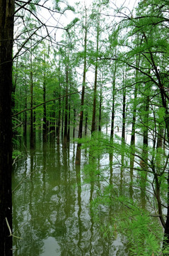 水中植物杉树