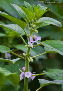 芝麻花 芝麻植株