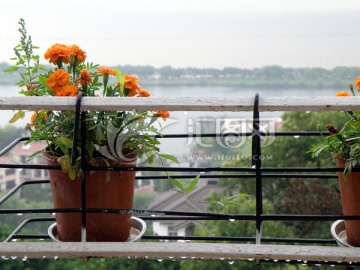 阳台小景 雏菊 花卉