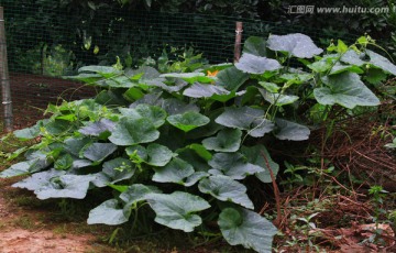 南瓜藤 蔬菜种植