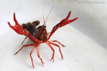 虾 马虾