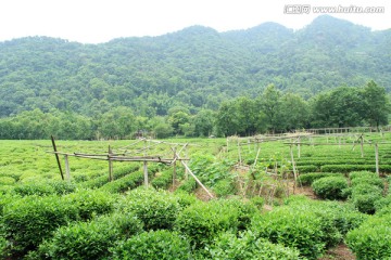 龙井村 龙井茶园